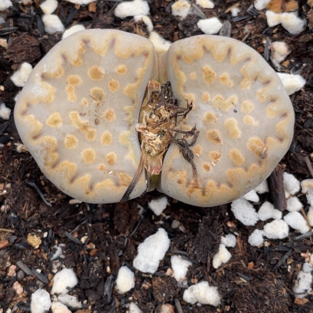 非偏远满20包邮484