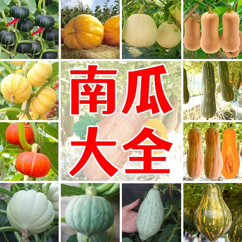 南瓜种子大全蜜本南瓜板栗南瓜金钩南瓜种子