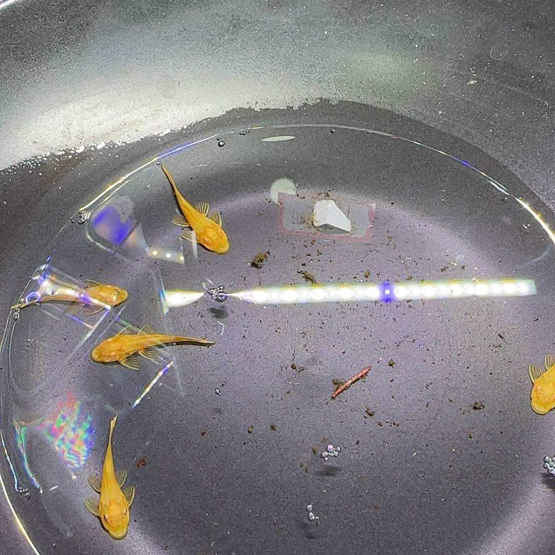 孔雀鱼黄金胡子六条