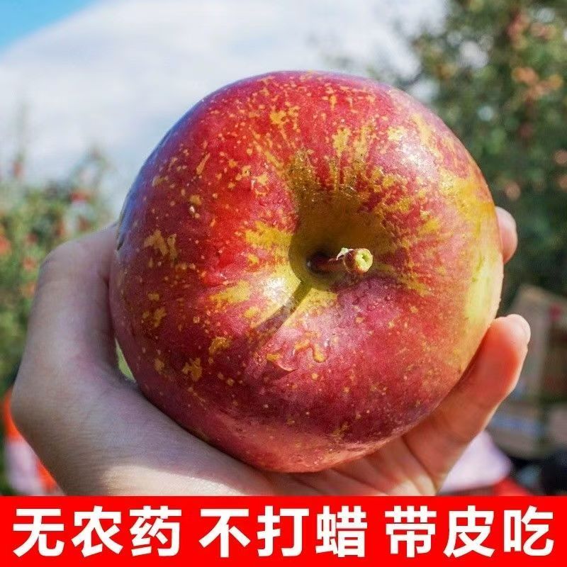 四川大凉山丑苹果红富士脆甜多汁新鲜现摘脆甜多汁产地直发YY