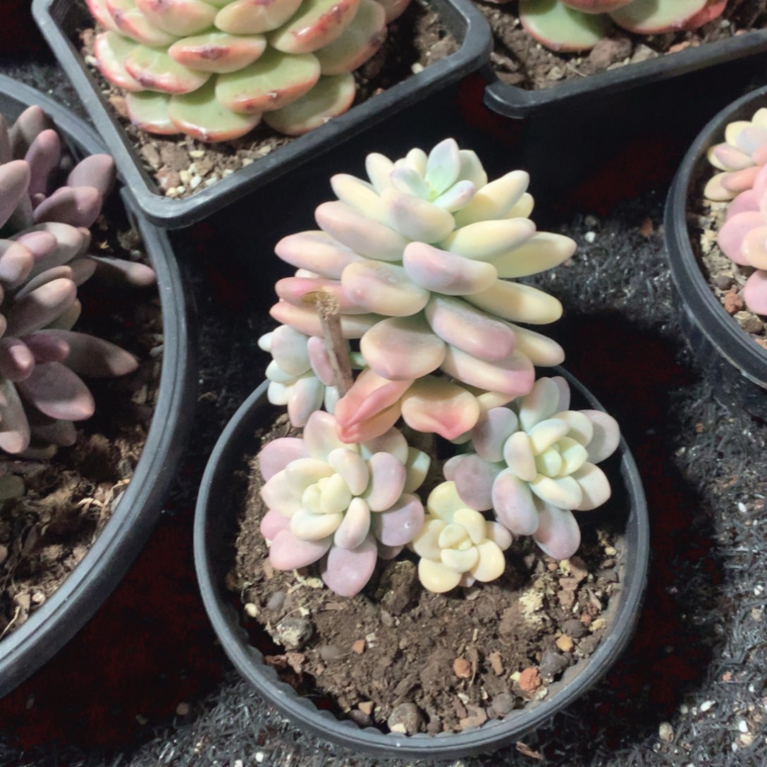 多肉植物洛神锦无砍