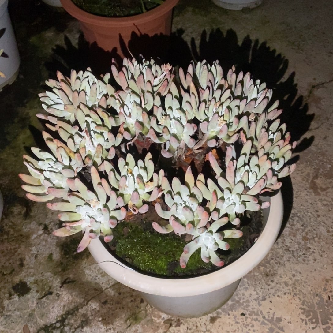 文森特多肉植物啦啦啦