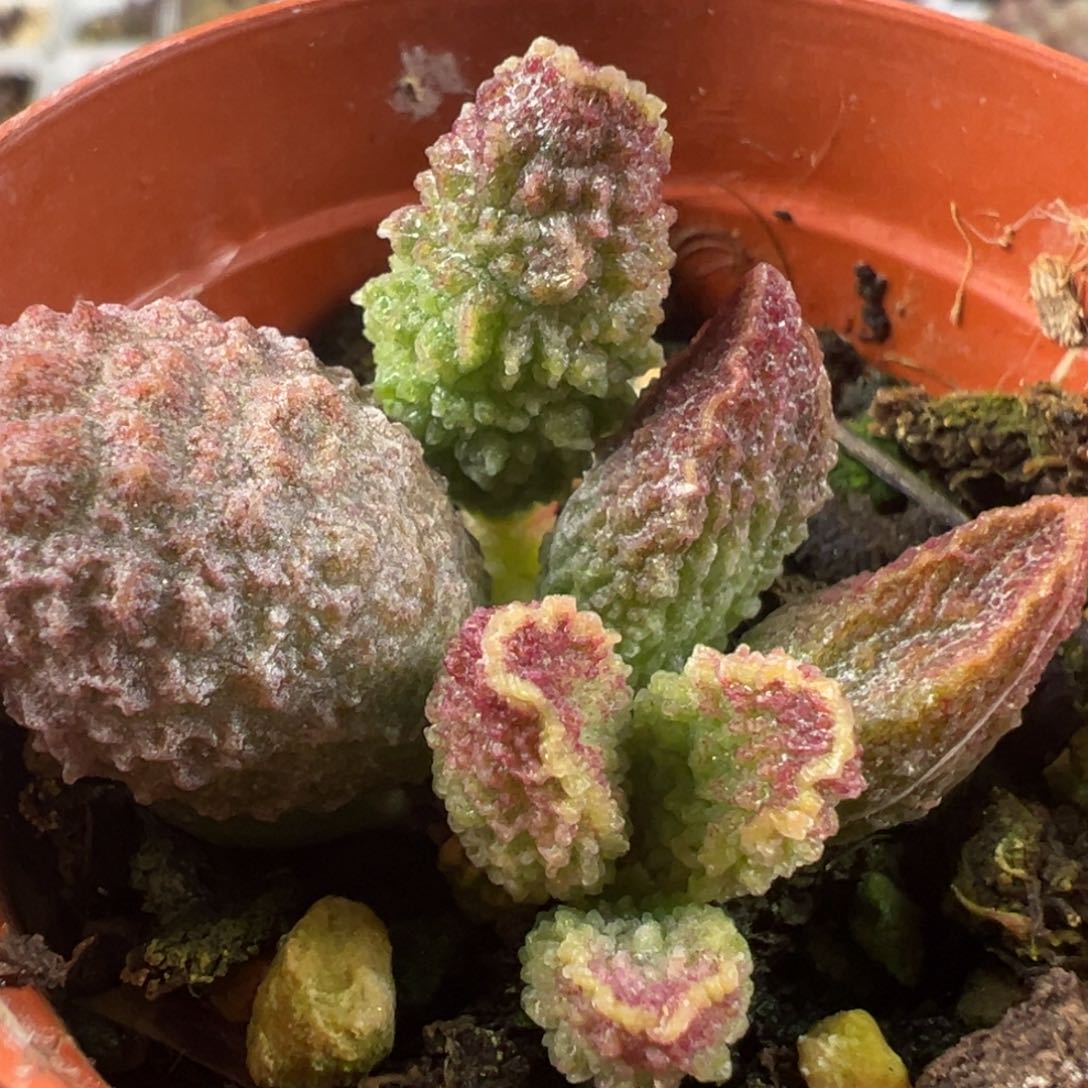 实生底叶苗纹路款多肉植物