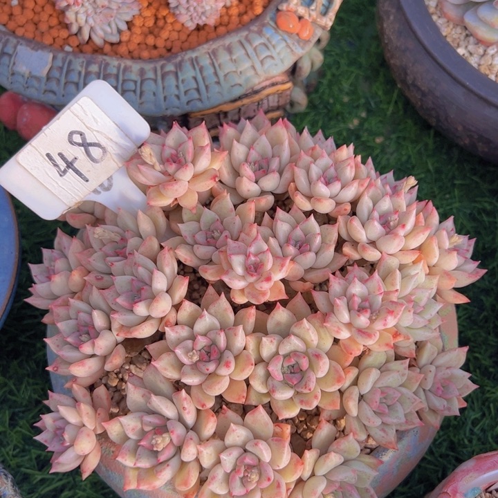 健健康康平平安安