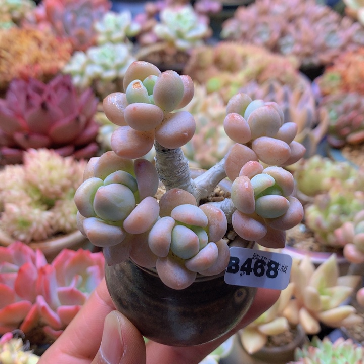 一物一拍含盆土满38包邮B468