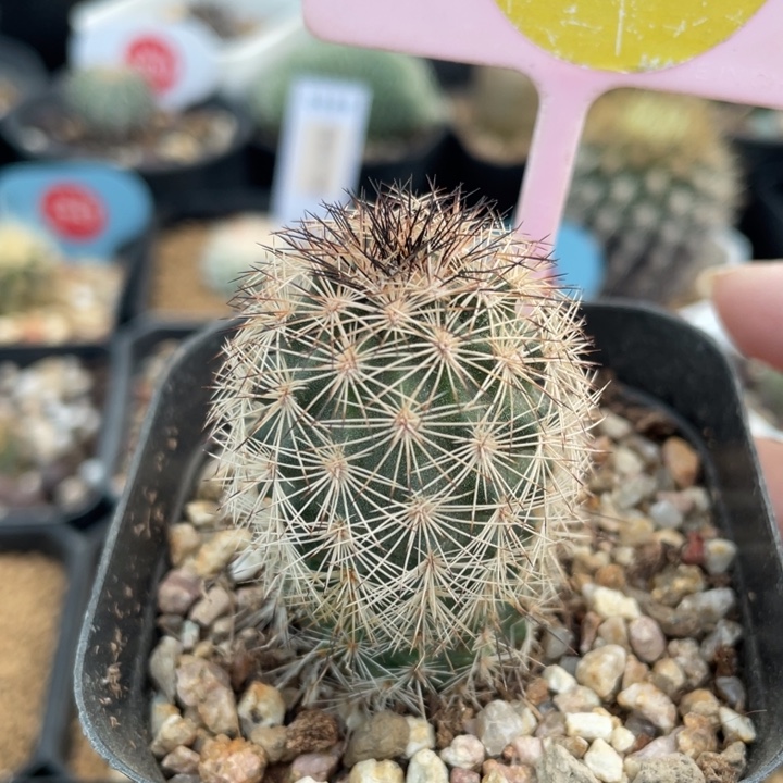 实生折磨虾30910000000