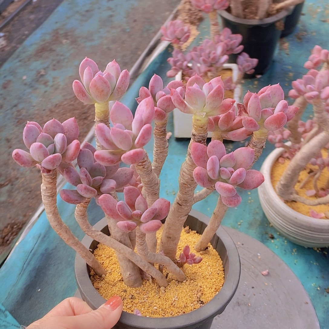 994多肉植物老桩