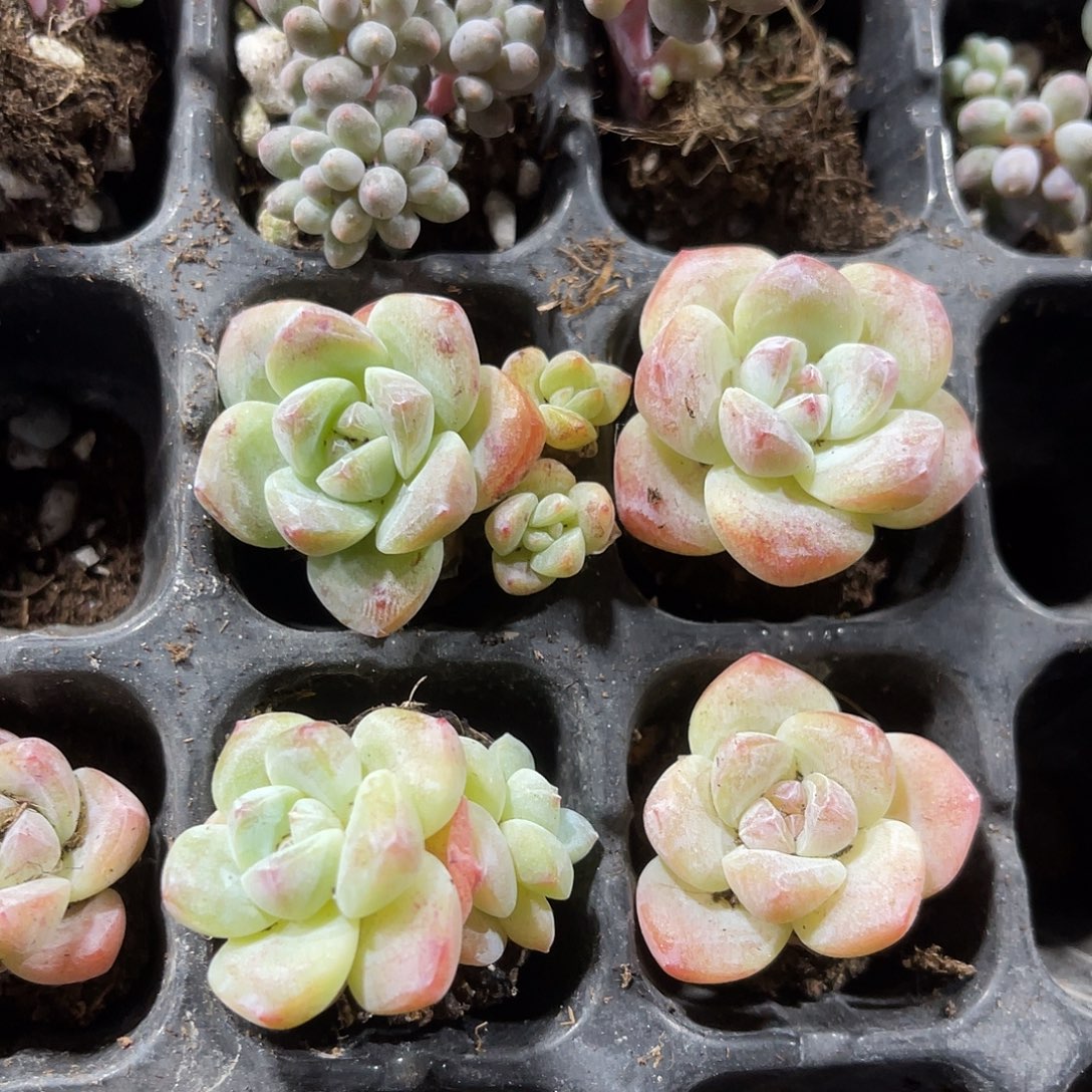 精品冰玉多肉植物