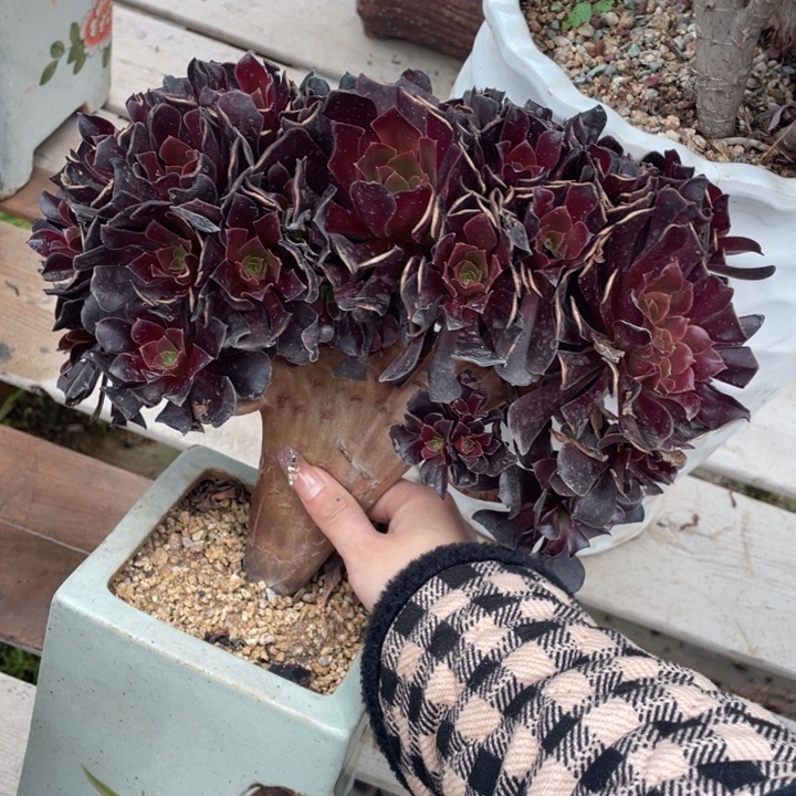 多肉多味儿可可爱