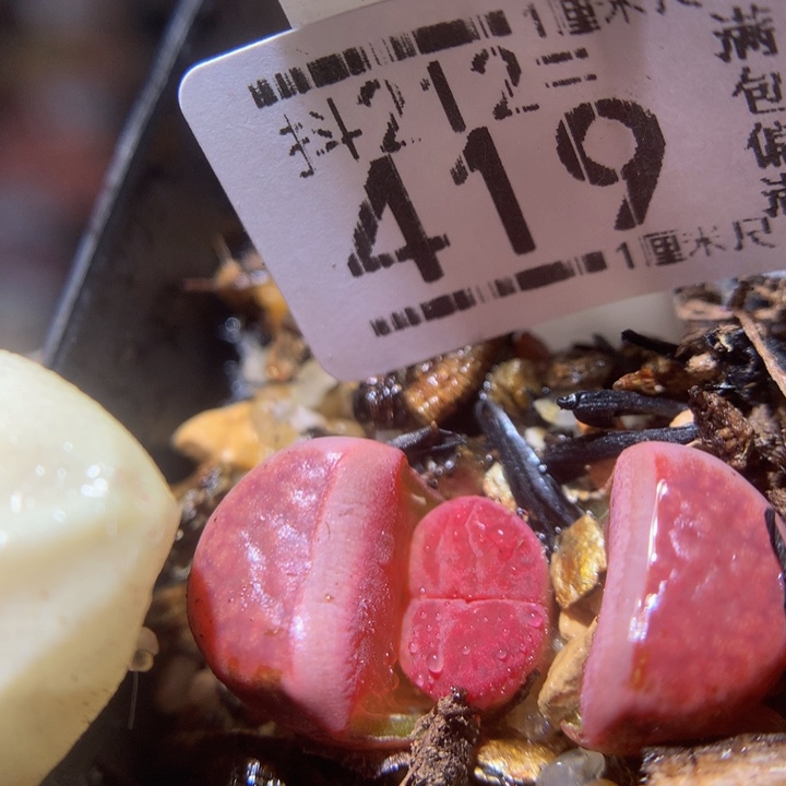 精品生生花212.419啊克