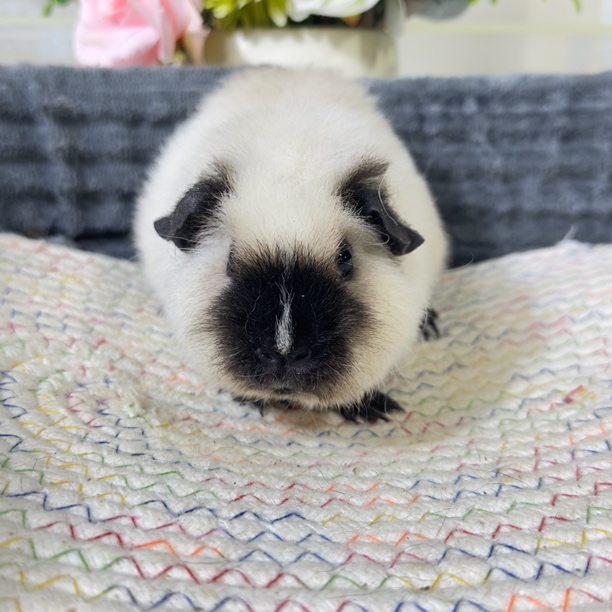 27号豚鼠荷兰猪白泰加品种3个月妹妹