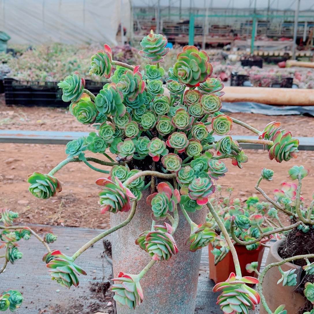 薄化妆两颗大群的