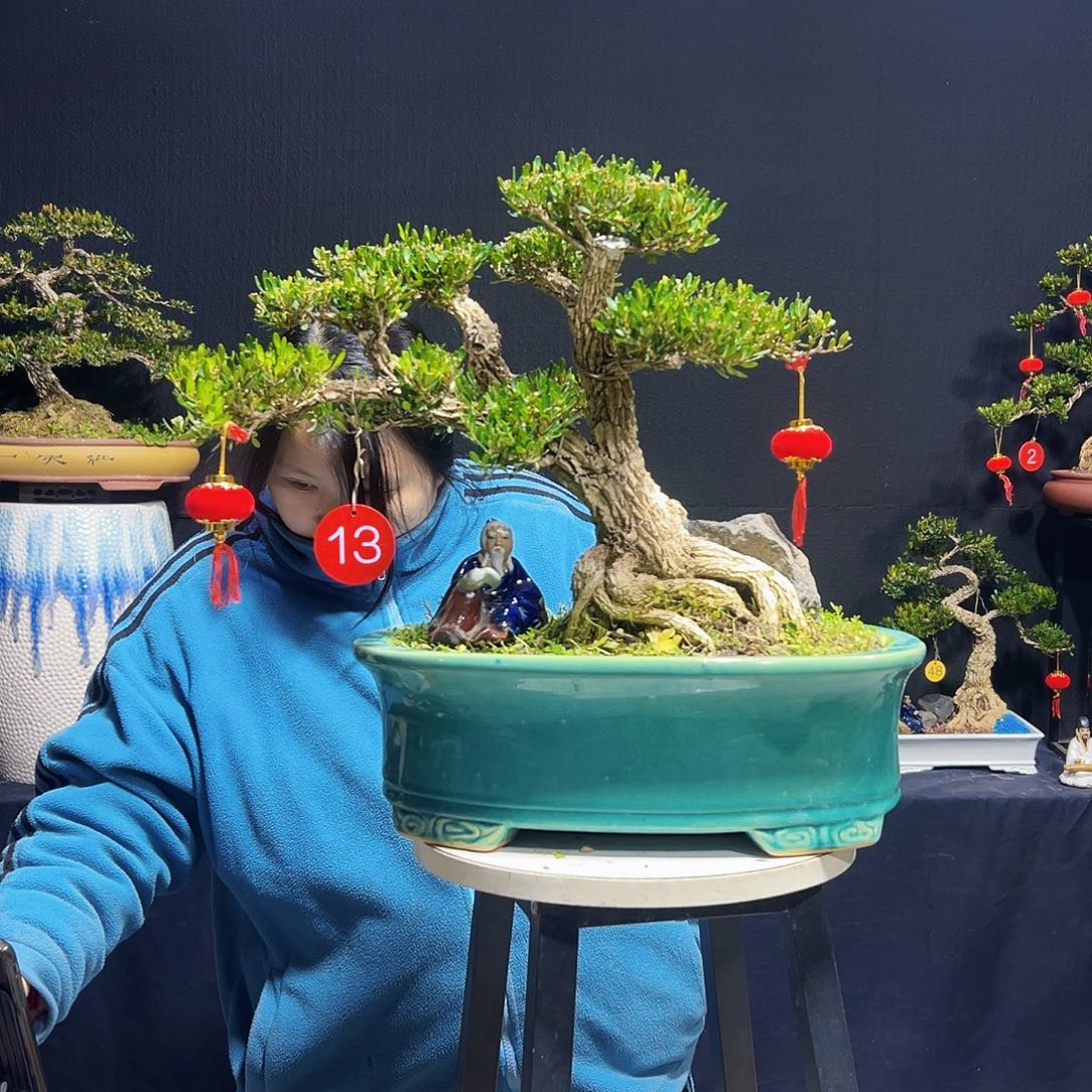 绿植广东皱皮黄杨木