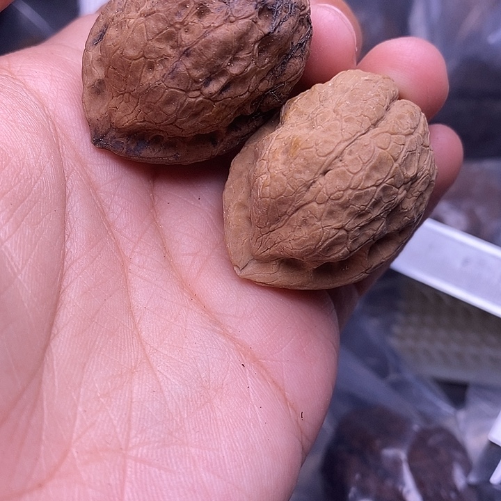 文玩核桃把件   201