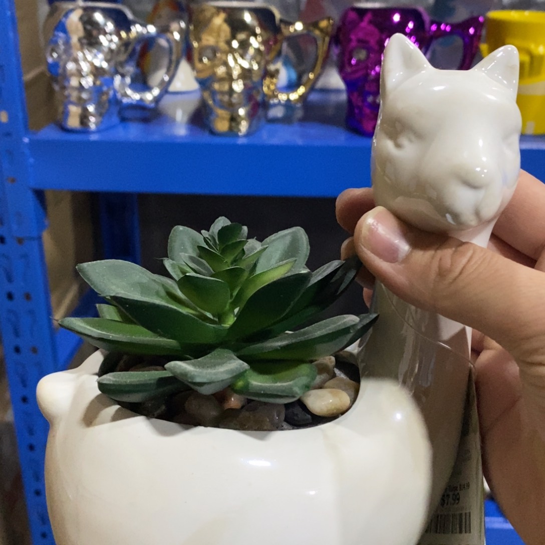 瓷片新店开播，9.9包邮发货