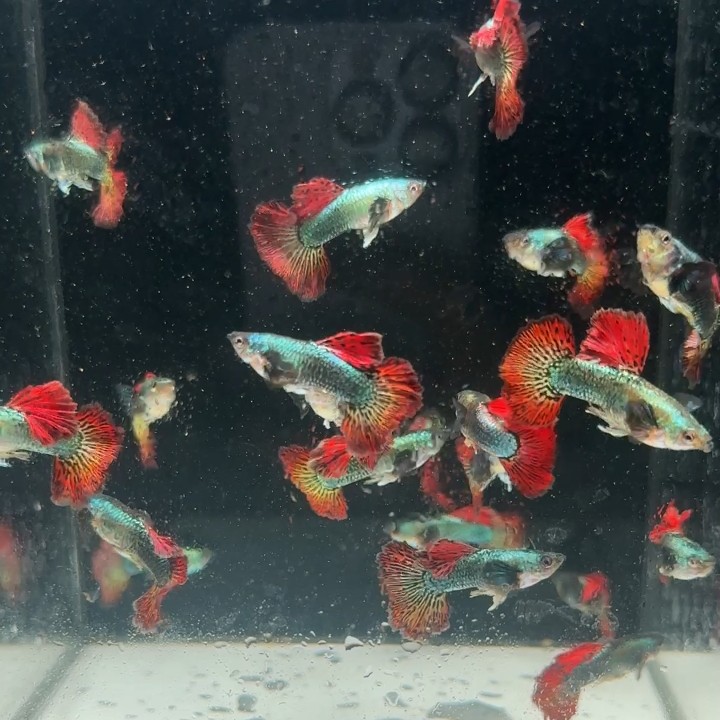 泰系越系进口大背红龙孔雀鱼（种鱼尾扇180°）（含加热包）下单送惊喜