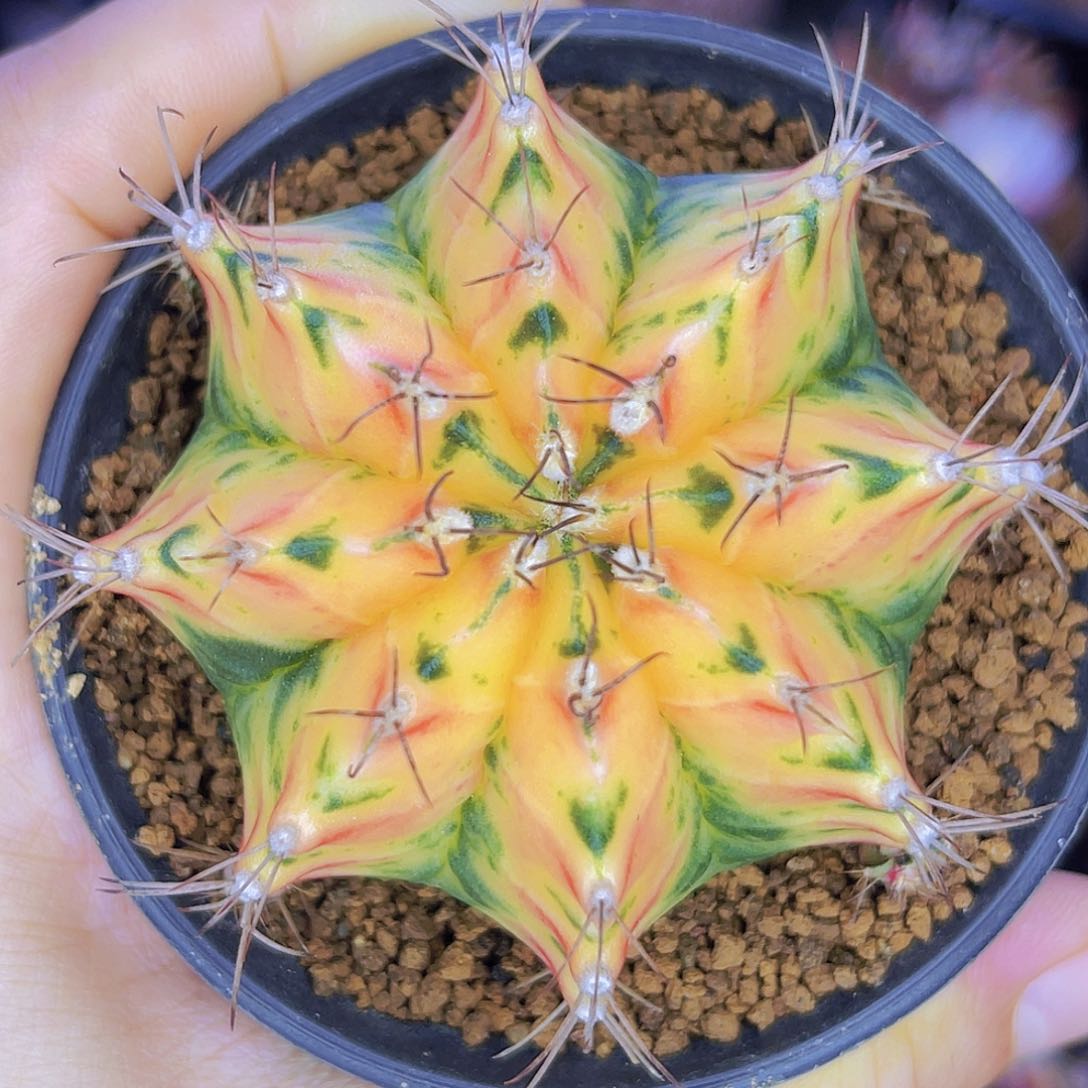 米哈洛维奇 实生 黄橙色6.1公分