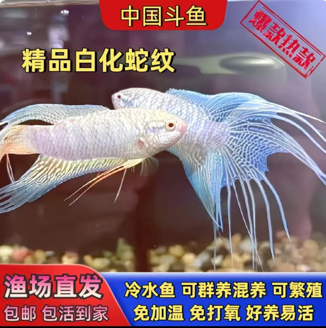 白化蓝蛇纹中国斗鱼活体淡水冷水小型观赏鱼耐养免打氧群养