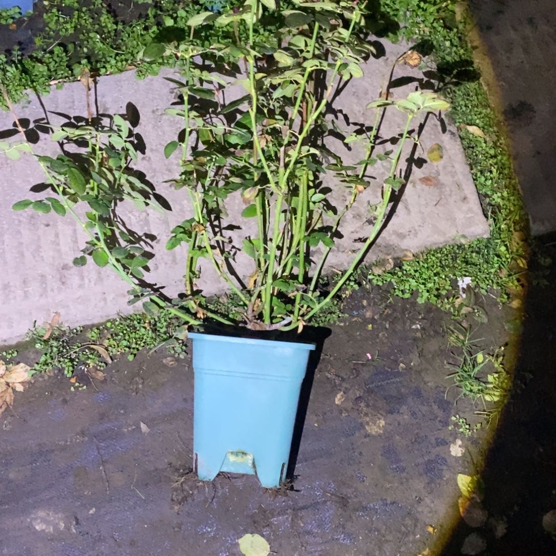 无花朵电影明星土球修剪发货
