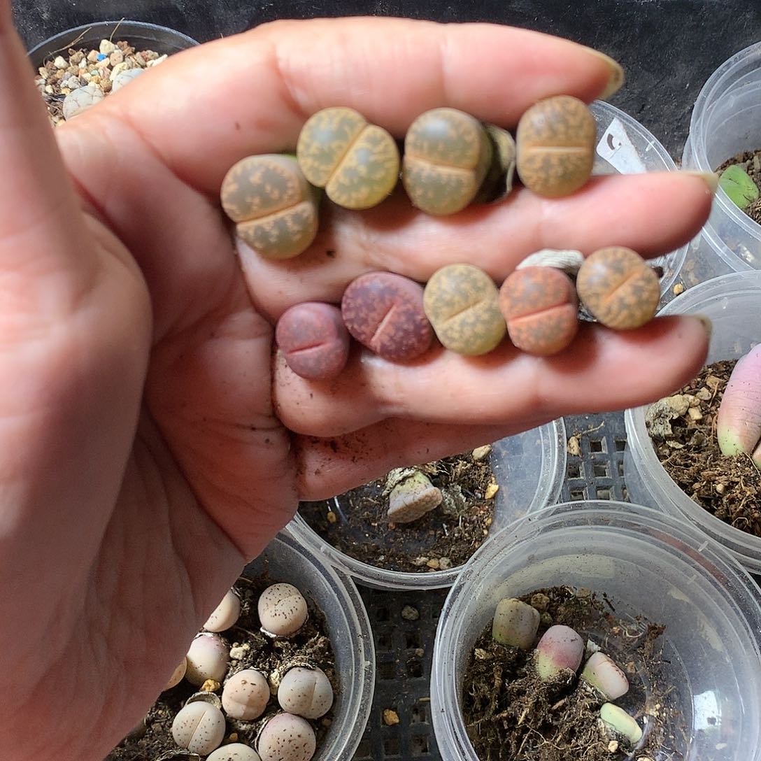 H305多肉植物保护