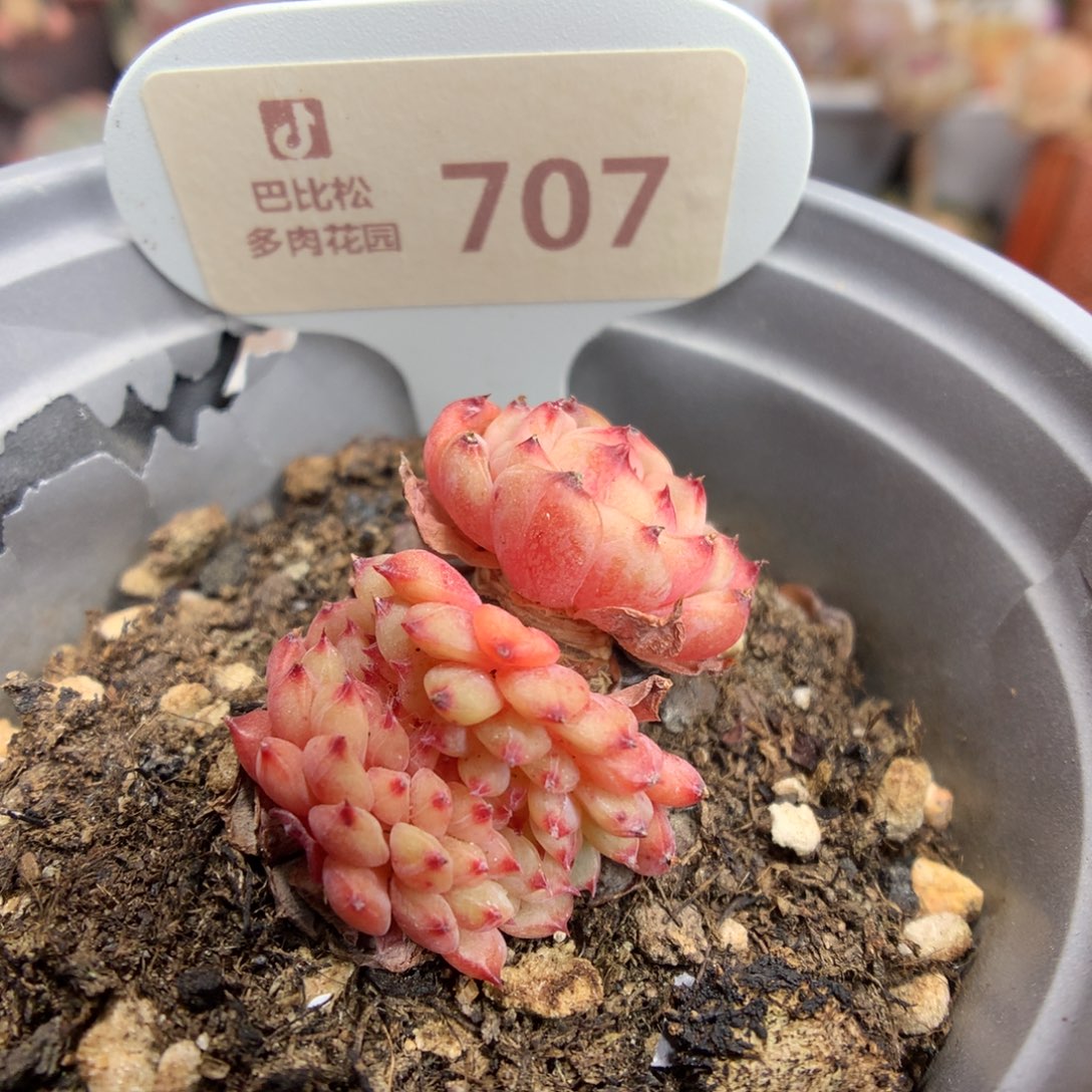 707 特白胖子缀多肉