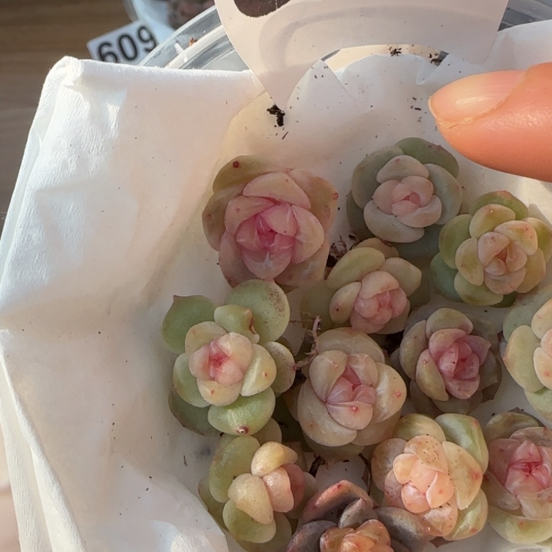 613 王者系列多肉一盒