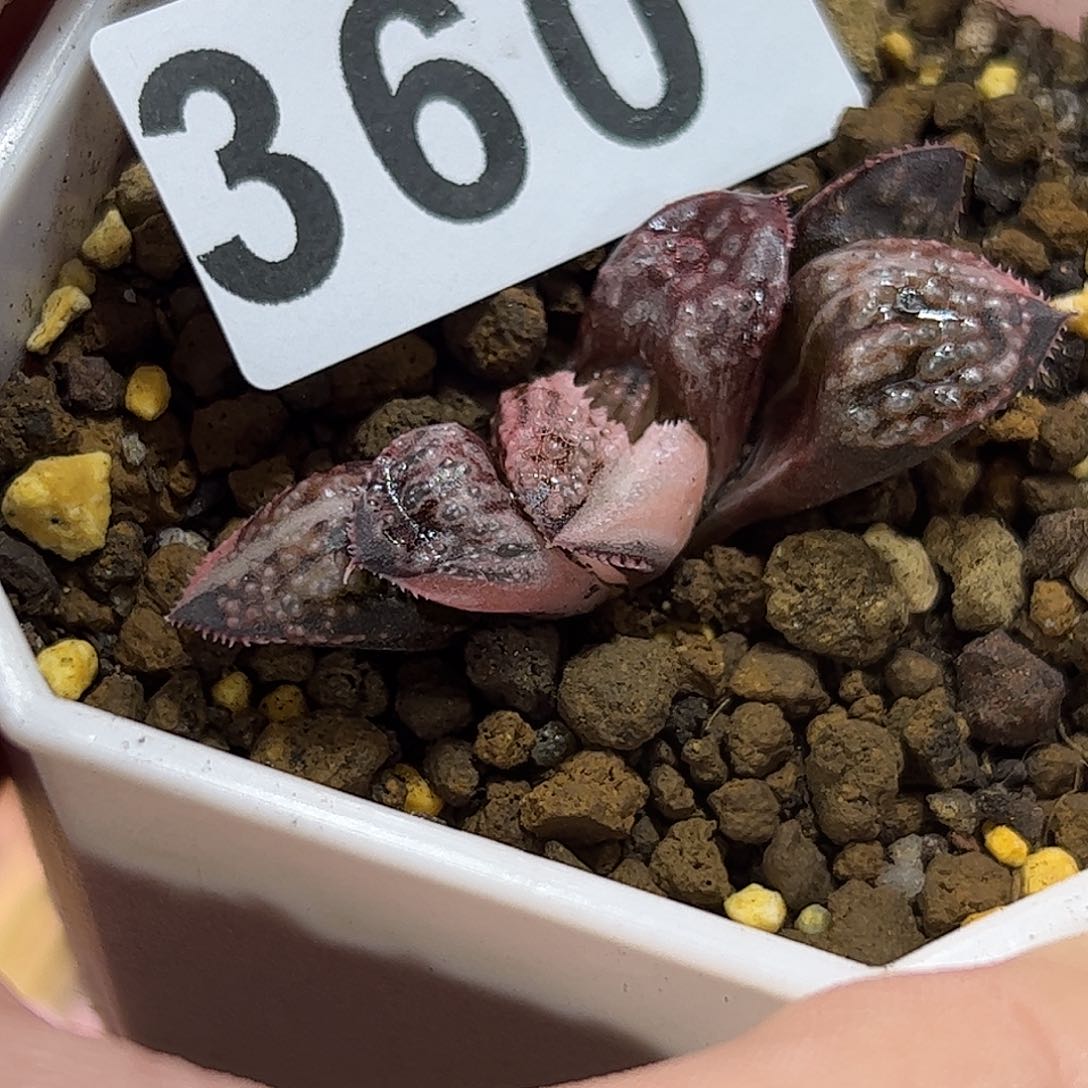 皇妃锦十二卷多肉植物满