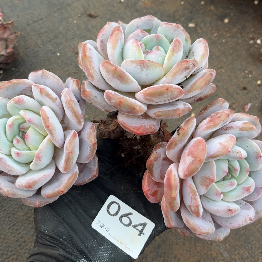 小***默064号新疆西藏内蒙古不包邮的   不退不换