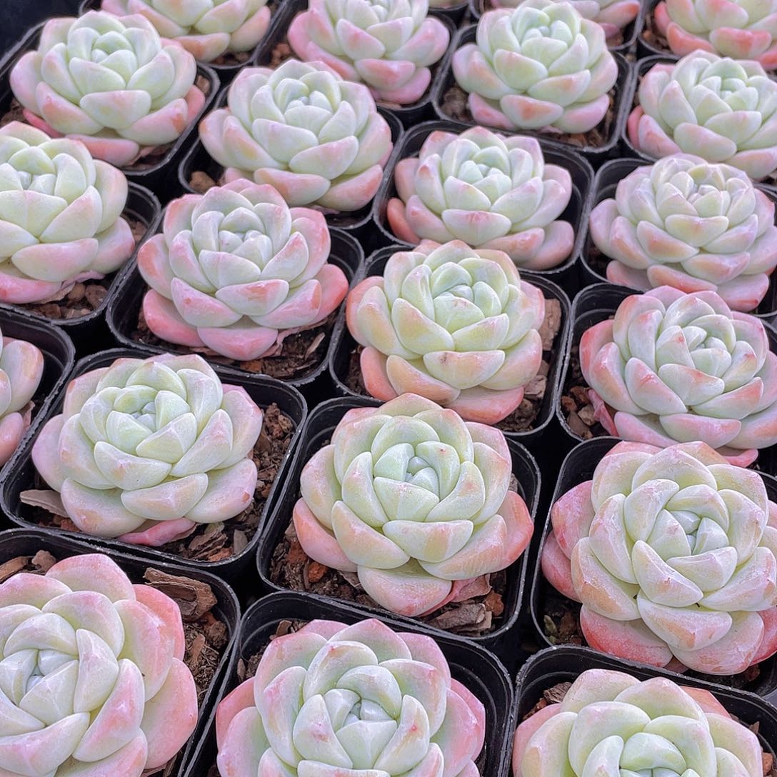 量拍141号 樱花钻石冰玉单头一个