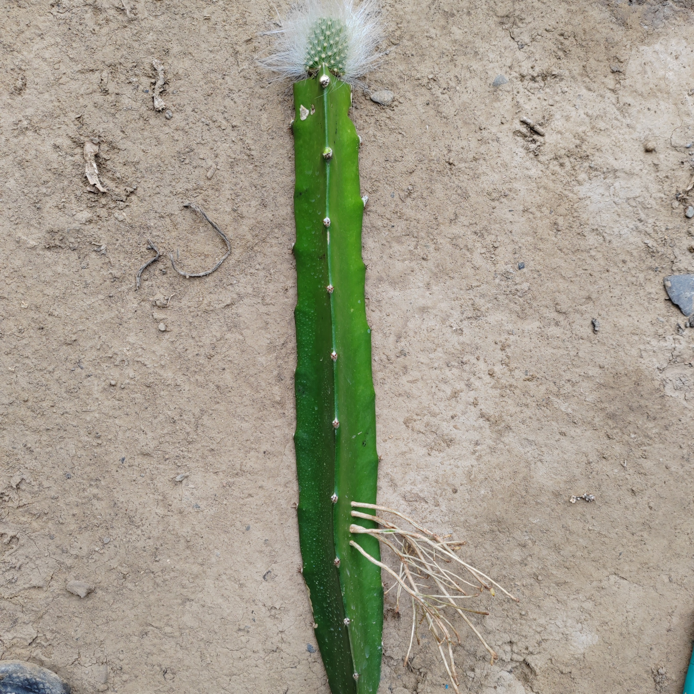 嫁接九尾狐枝条一个包邮到家