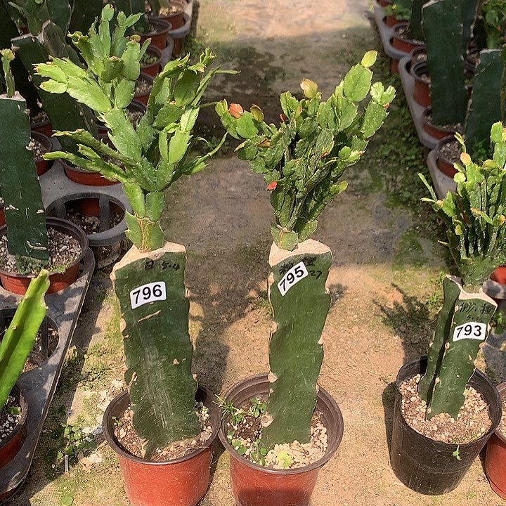 795+796嫁接蟹爪兰：两颗花