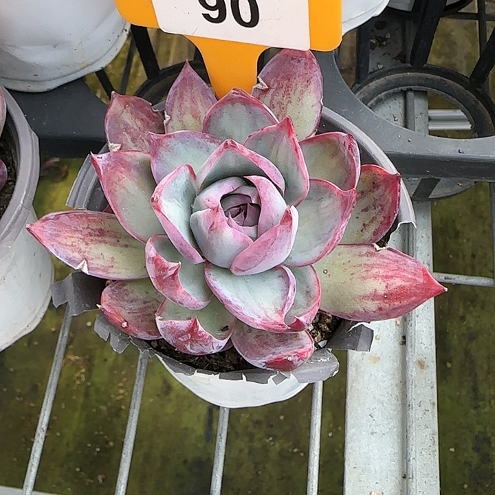 8***啵90 惊鸿仙子多肉植物6-9cm