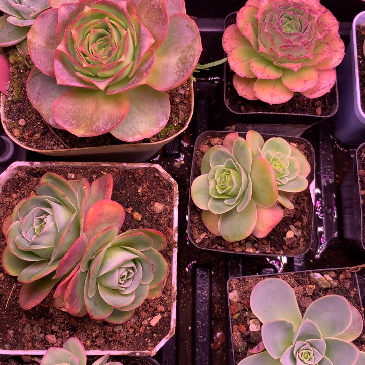 含***影一物一拍一共4颗星辰