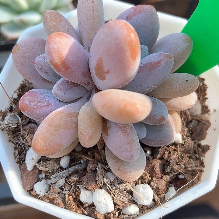 多肉植物粉兔907duorq