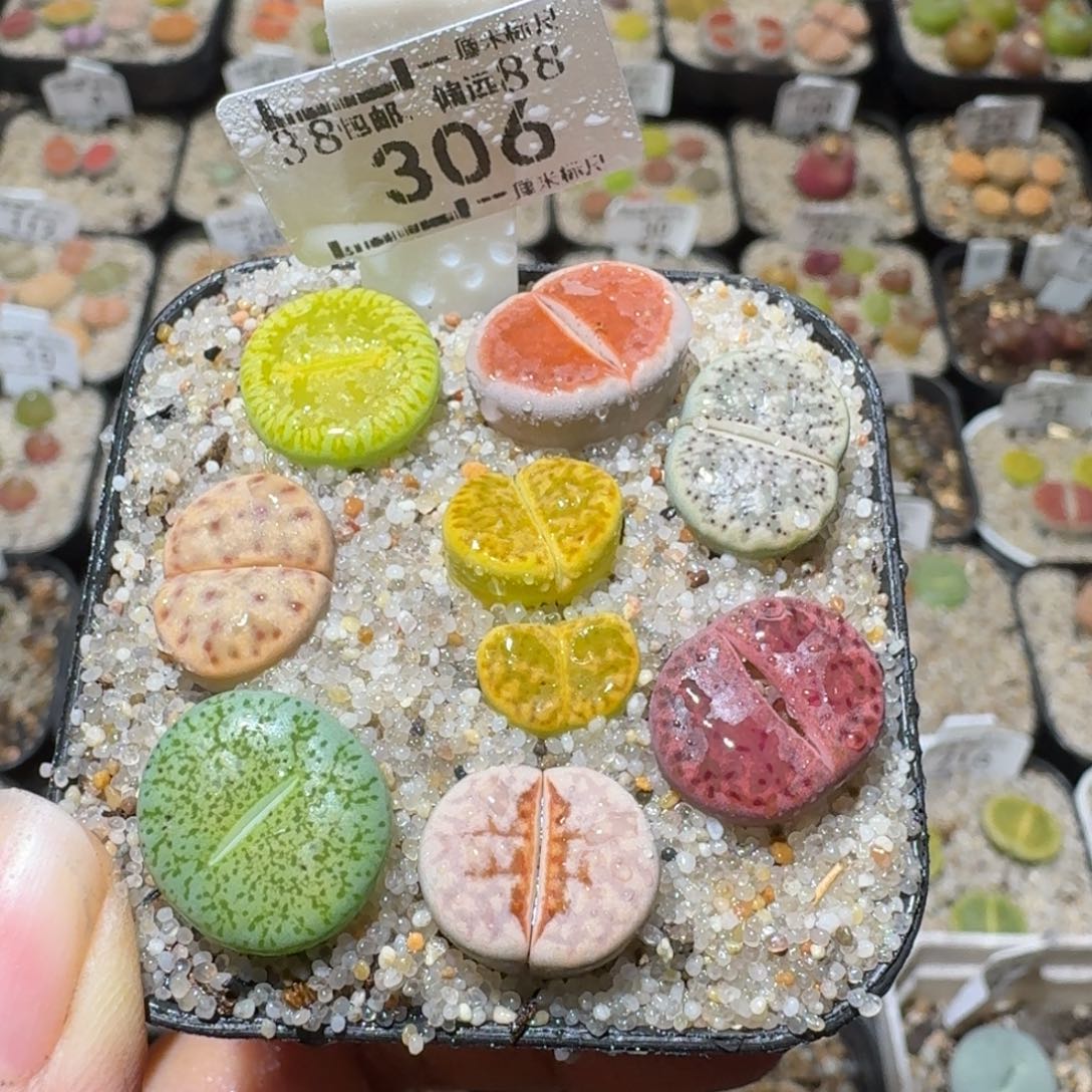 Sss精品清货款306