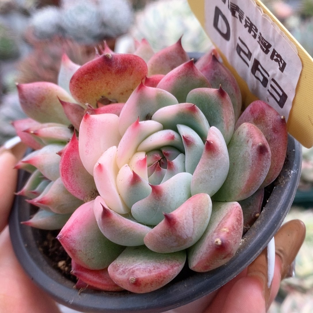 263锦锦锦锦锦锦锦锦