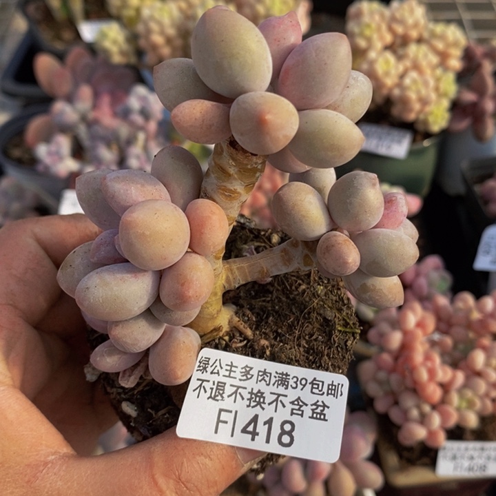 汤圆树418多肉植物