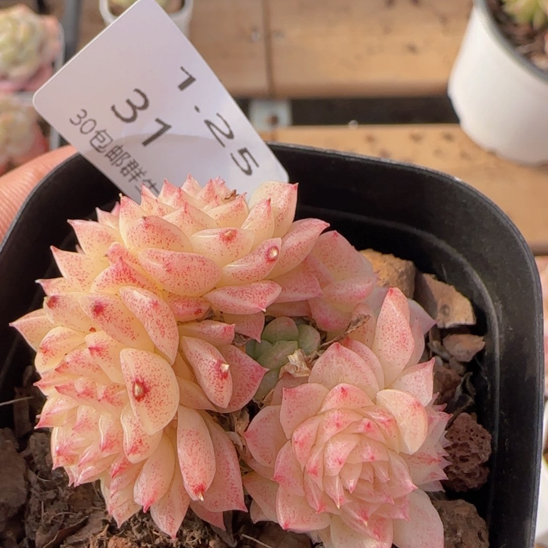 麦秆群一颗脱土发货