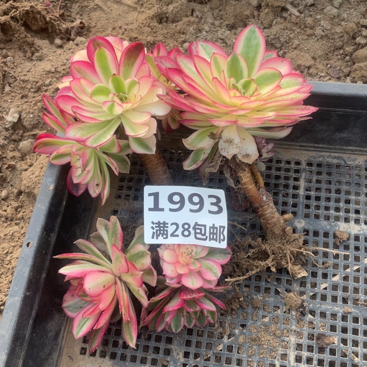 1993倾城母本二号棚E