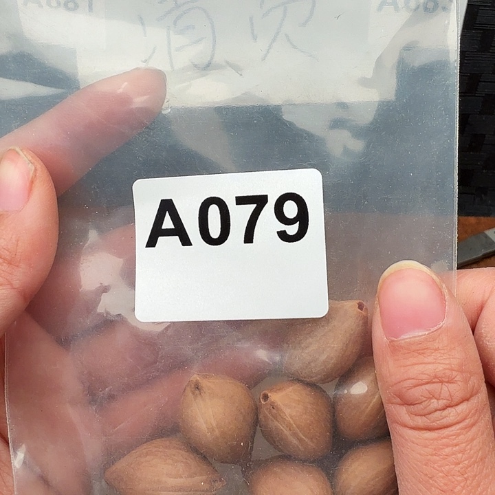 长***风橄榄核手串/手链橄榄