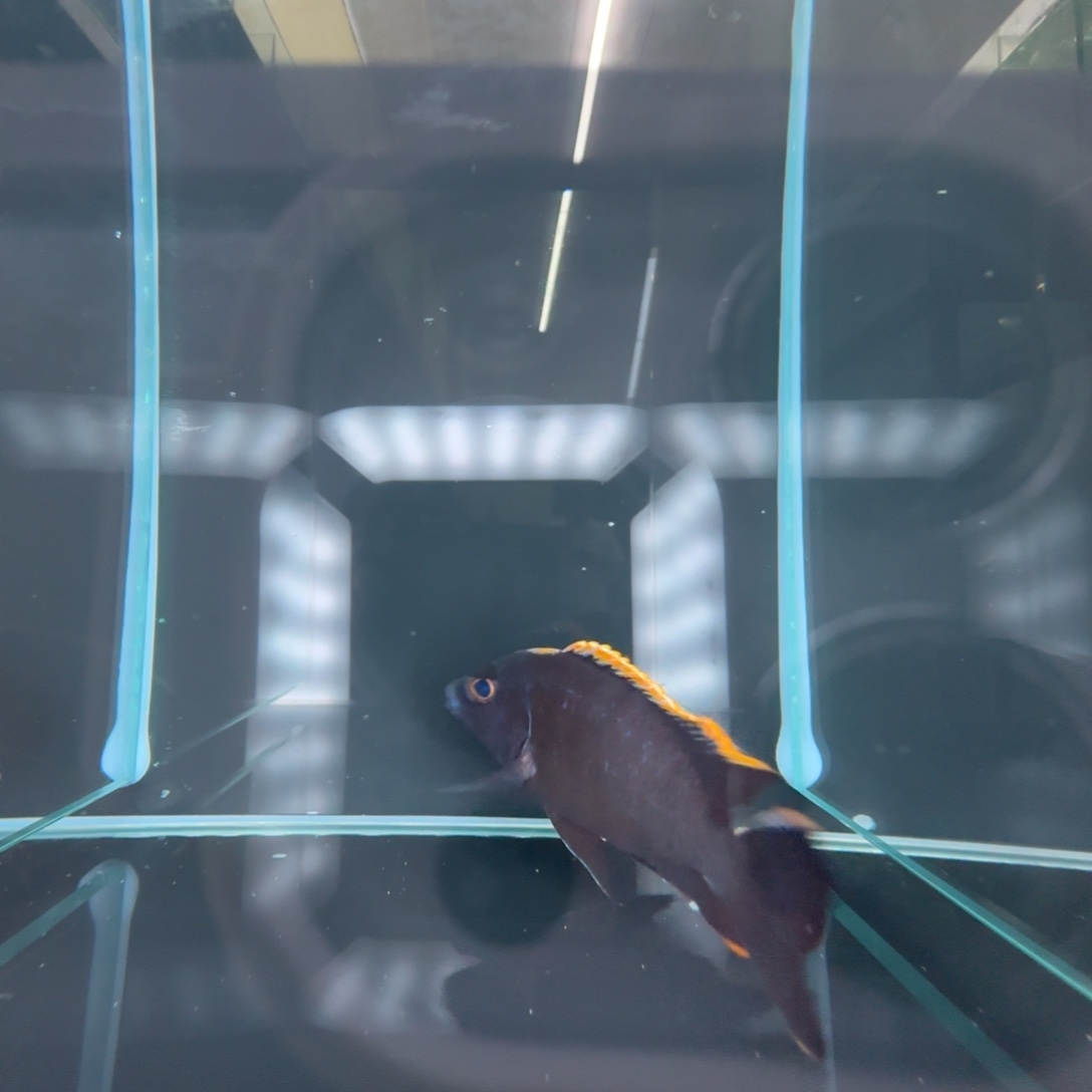 海水鱼A189-黑月12公分