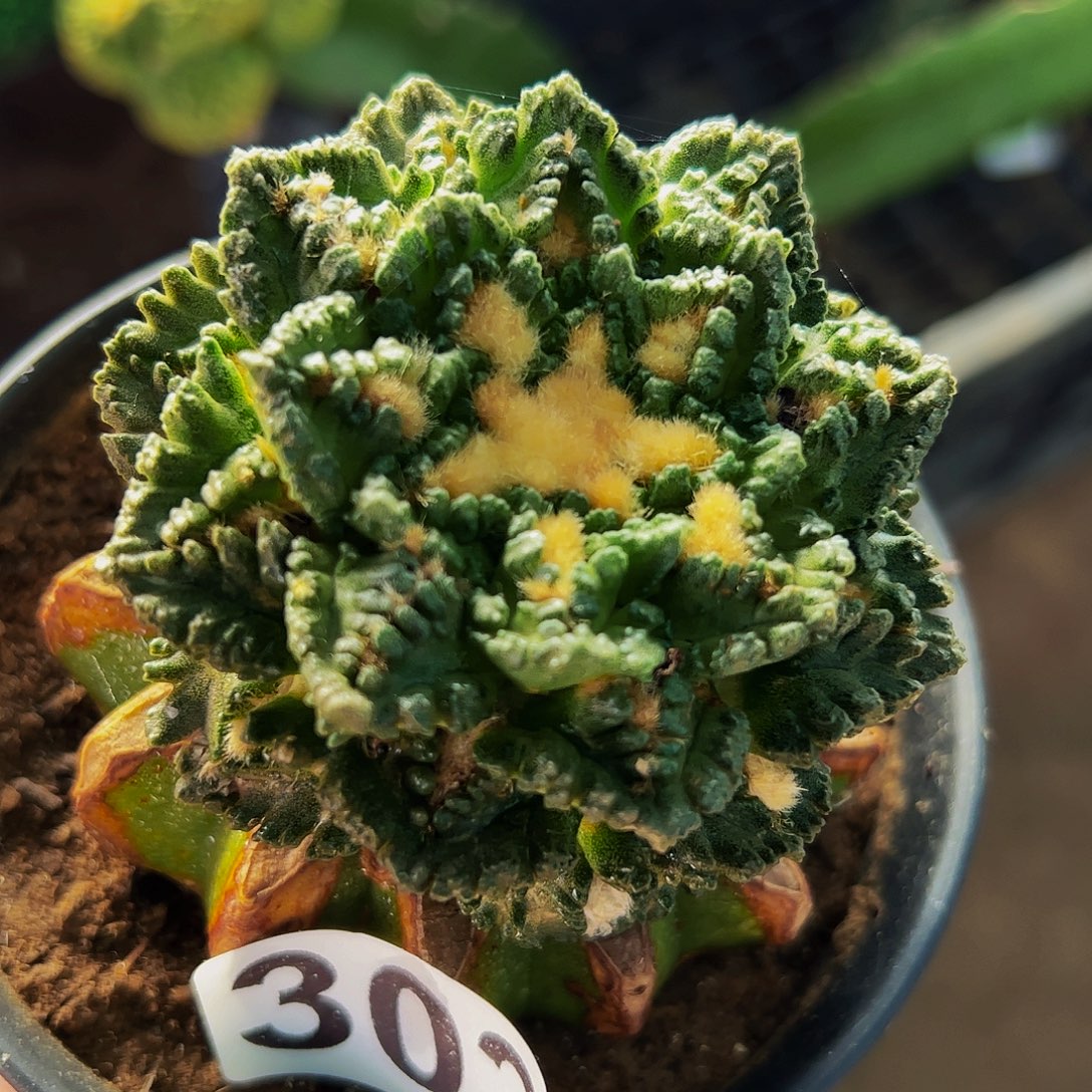 无花朵福利龟甲牡丹302