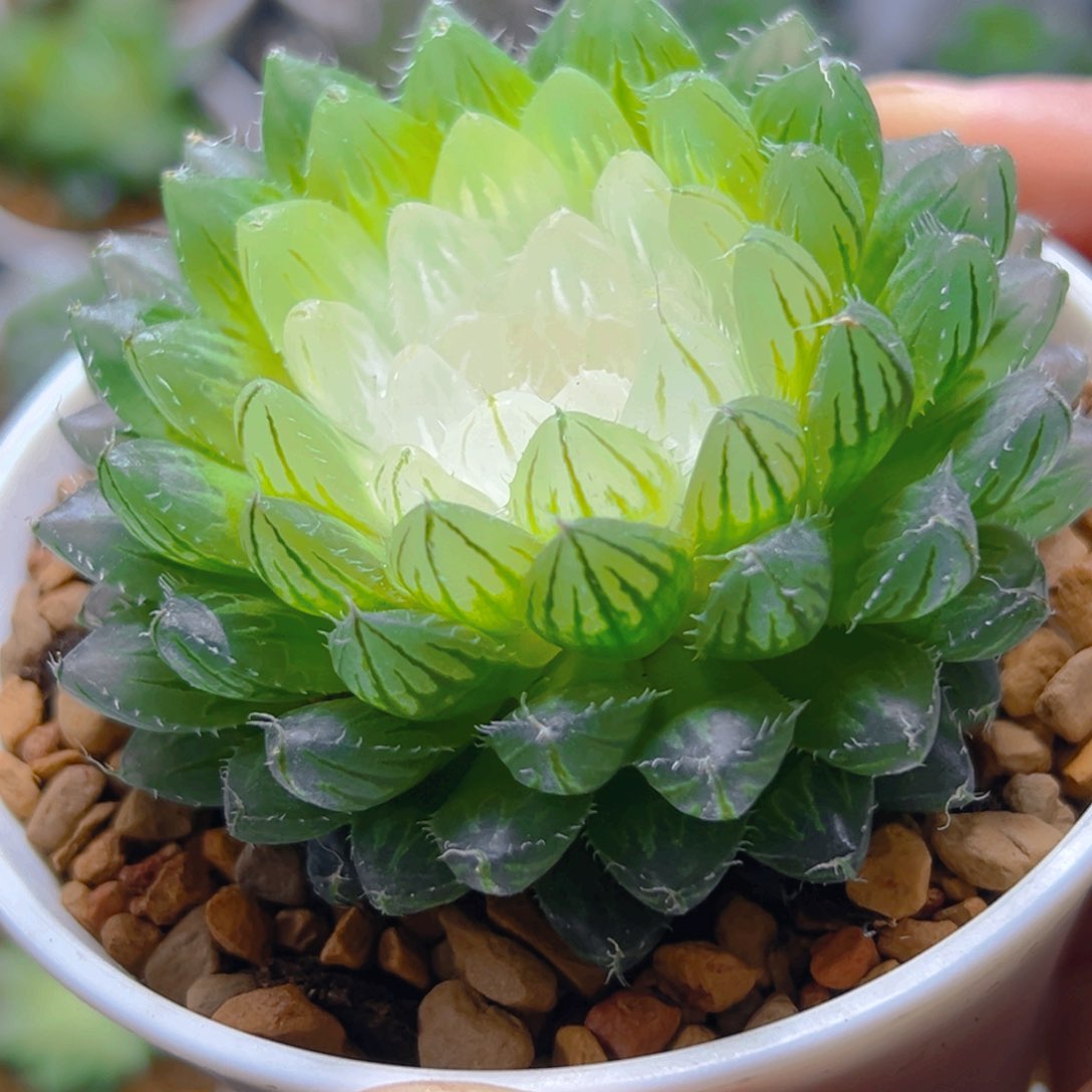 宝莲灯玉露多肉多肉