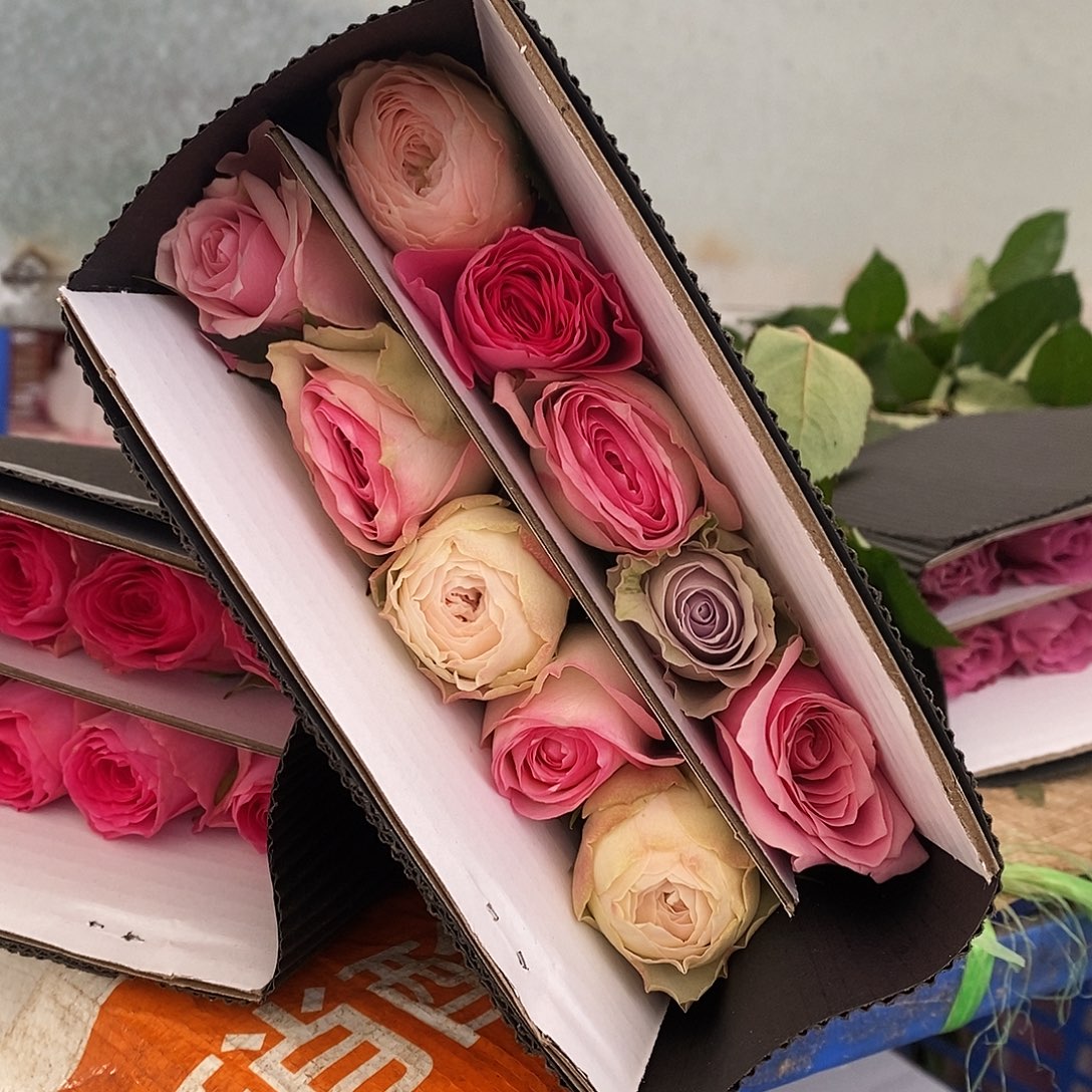 10支  单头混色45-50cm/不包邮