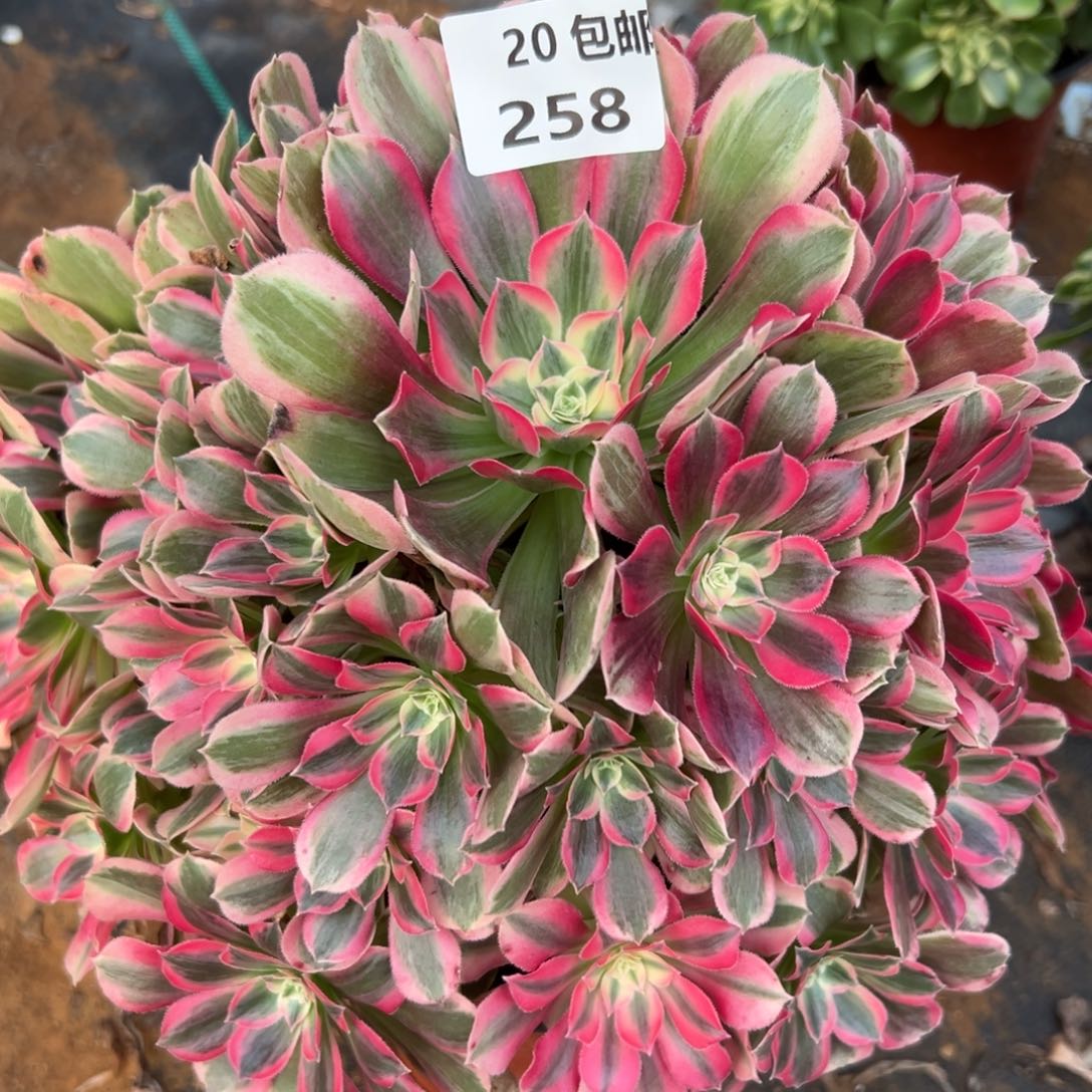 258男神，满20包邮嘟叮熊