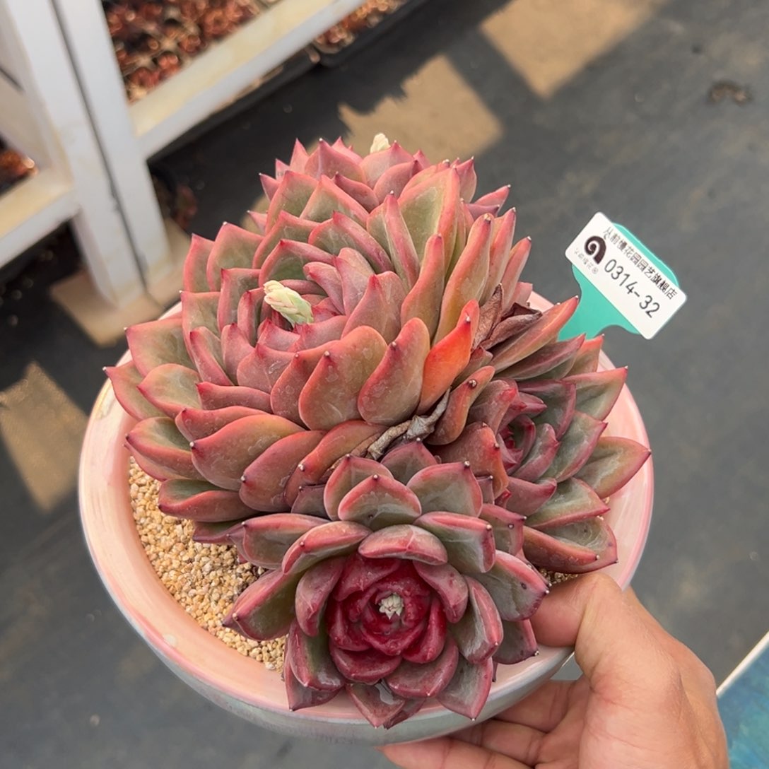 多肉一物一拍0314-32