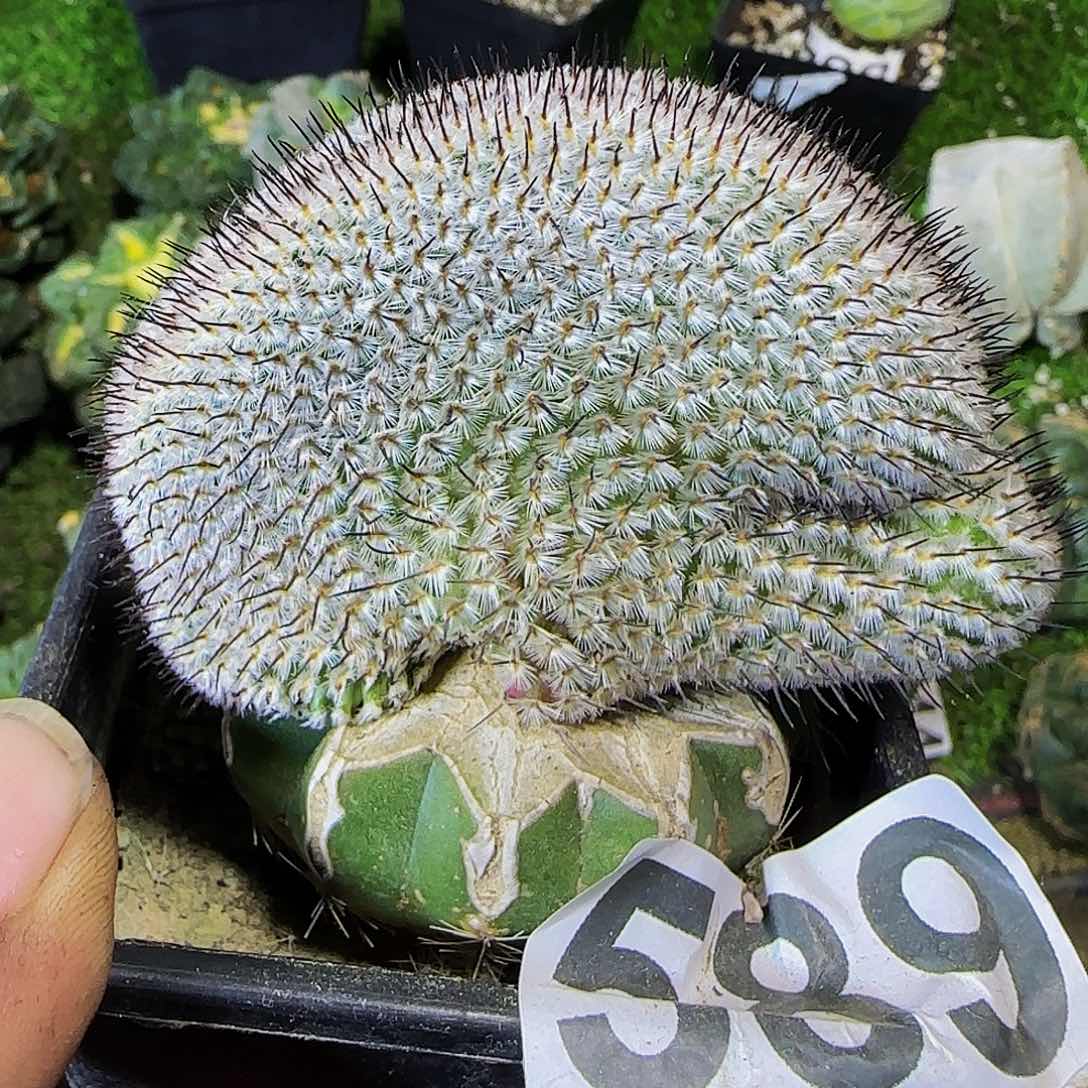 直刺佩雷缀化589