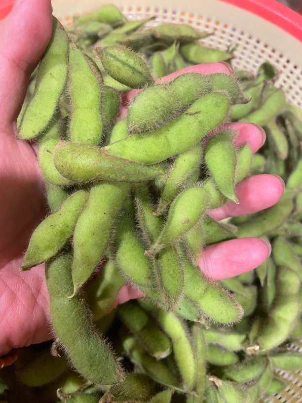 （助农毛豆包邮）宁远本地露天农家自种新鲜现摘当季蔬菜