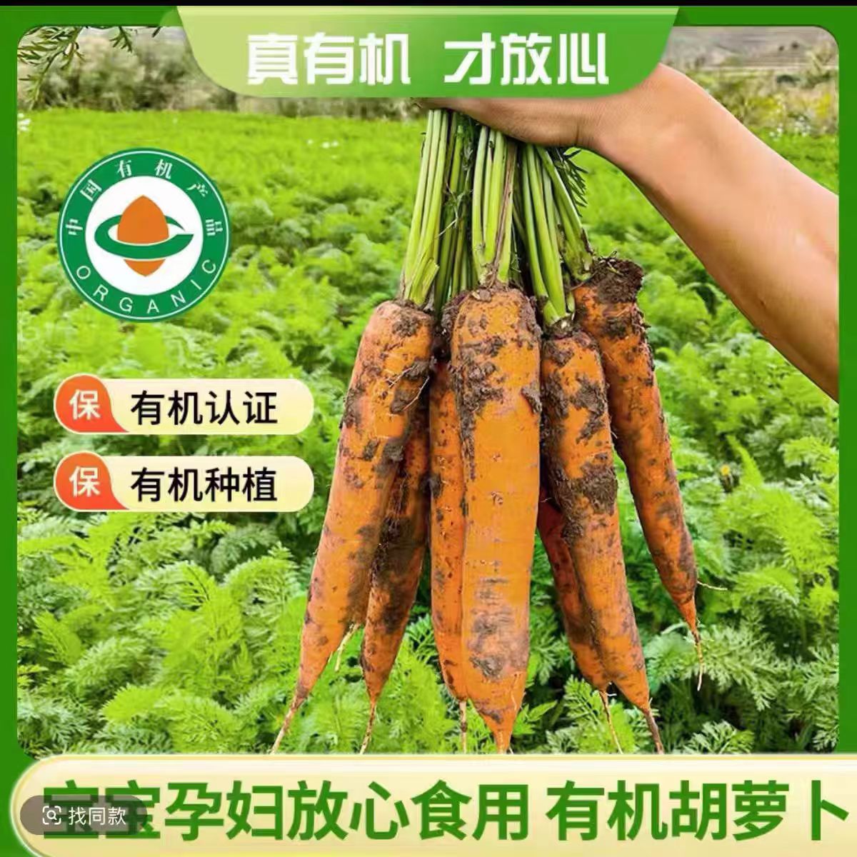 有机胡萝卜带泥新鲜孕妇宝宝辅食