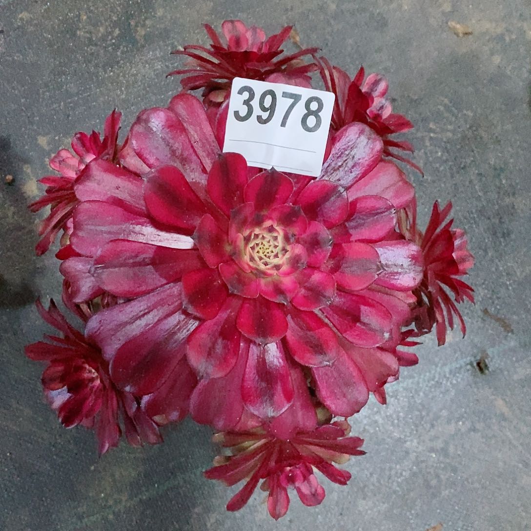 红陶3978美姬多肉